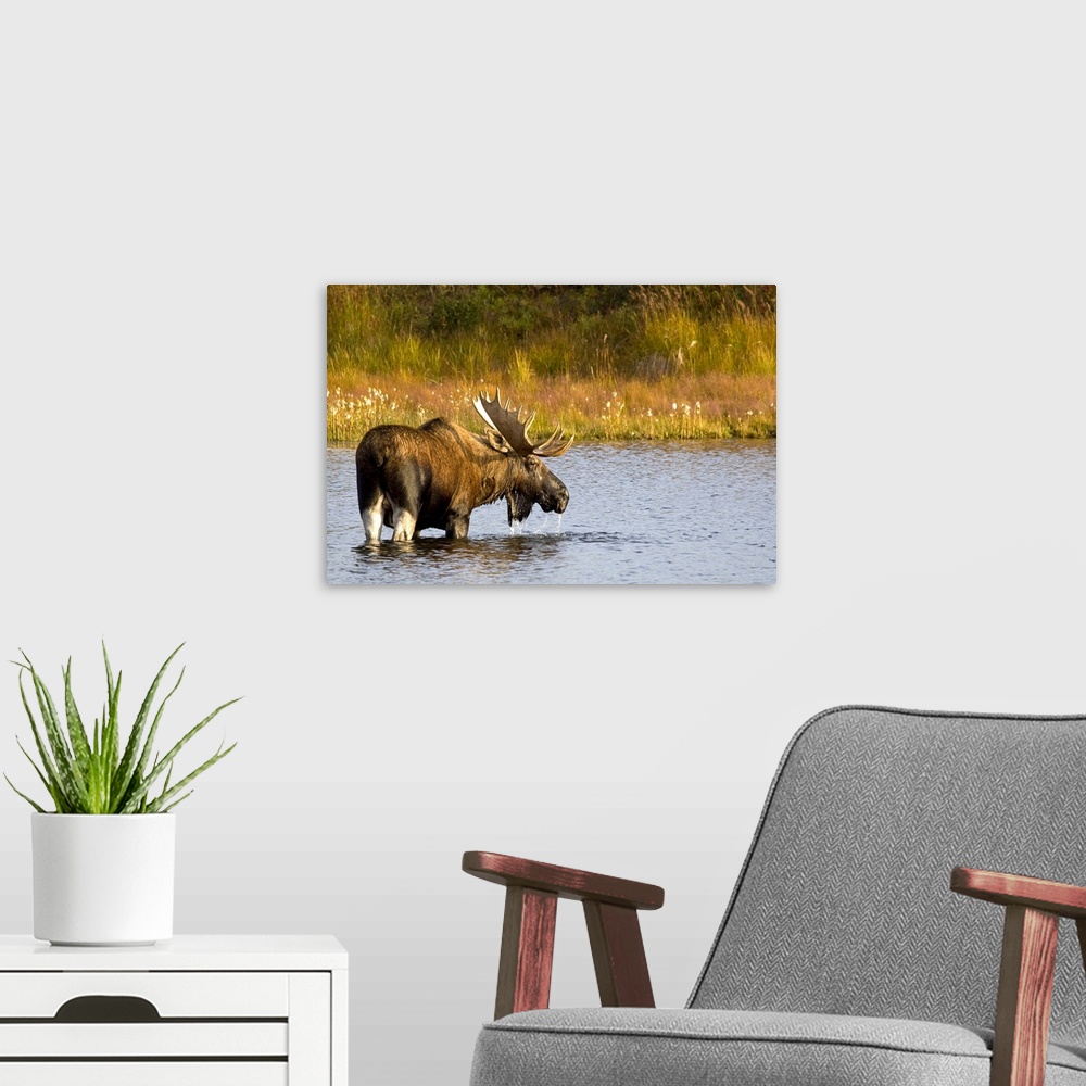 A modern room featuring This Alaskan wall art is a moose that is looking back at the camera as he crosses water to reach ...
