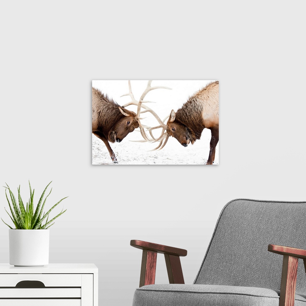 A modern room featuring A pair of large Rocky Mountain elk lock horns and fight at AWCC near Portage, Alaska.  Late autum...