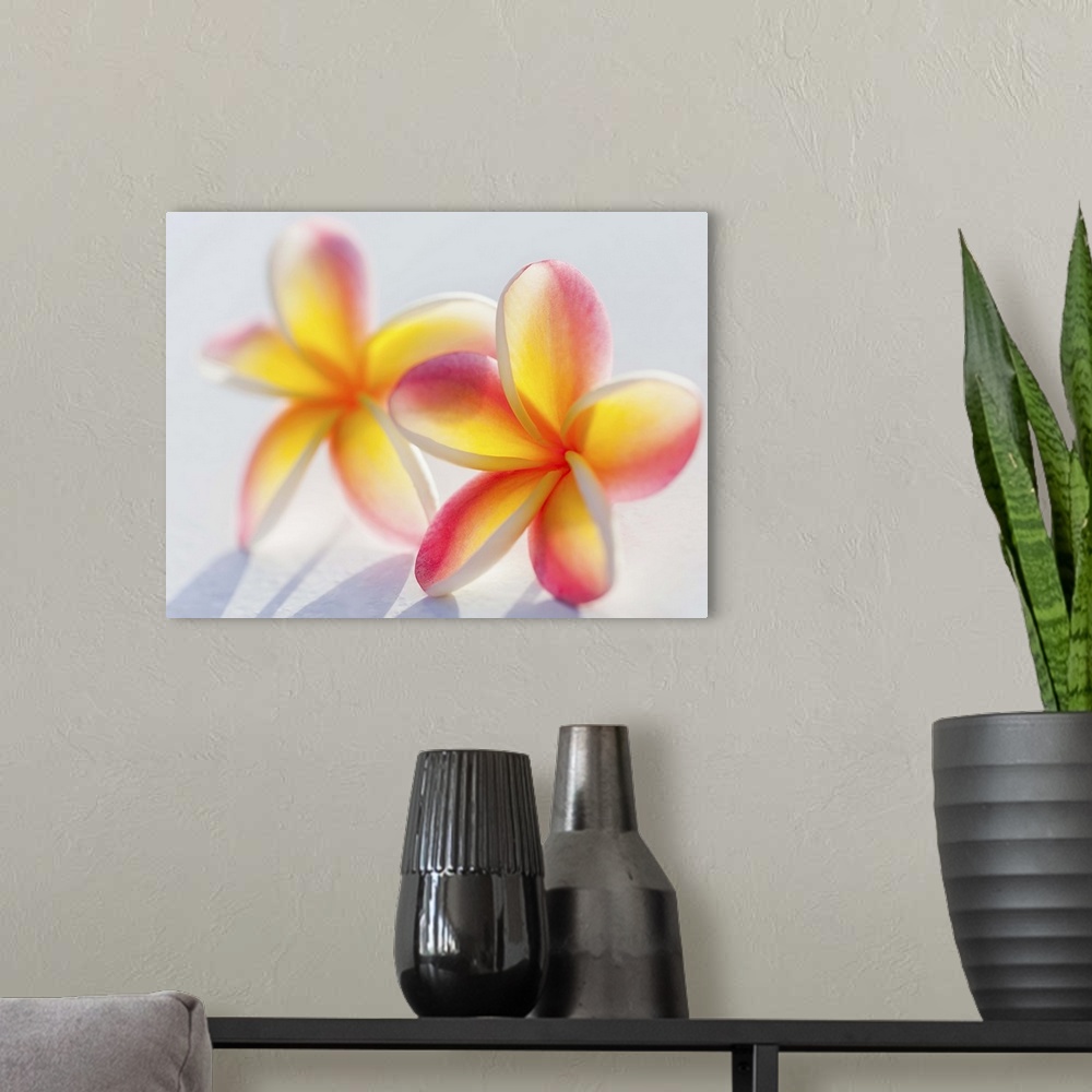 A modern room featuring A pair of beautiful yellow and pink Plumeria flowers together (Apocynaceae) on a white background...