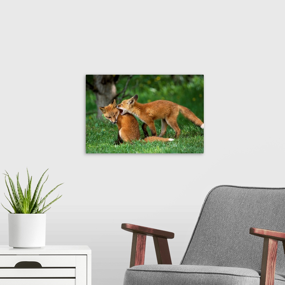 A modern room featuring Adolescent Red Foxes Play Together, Anchorage, Alaska