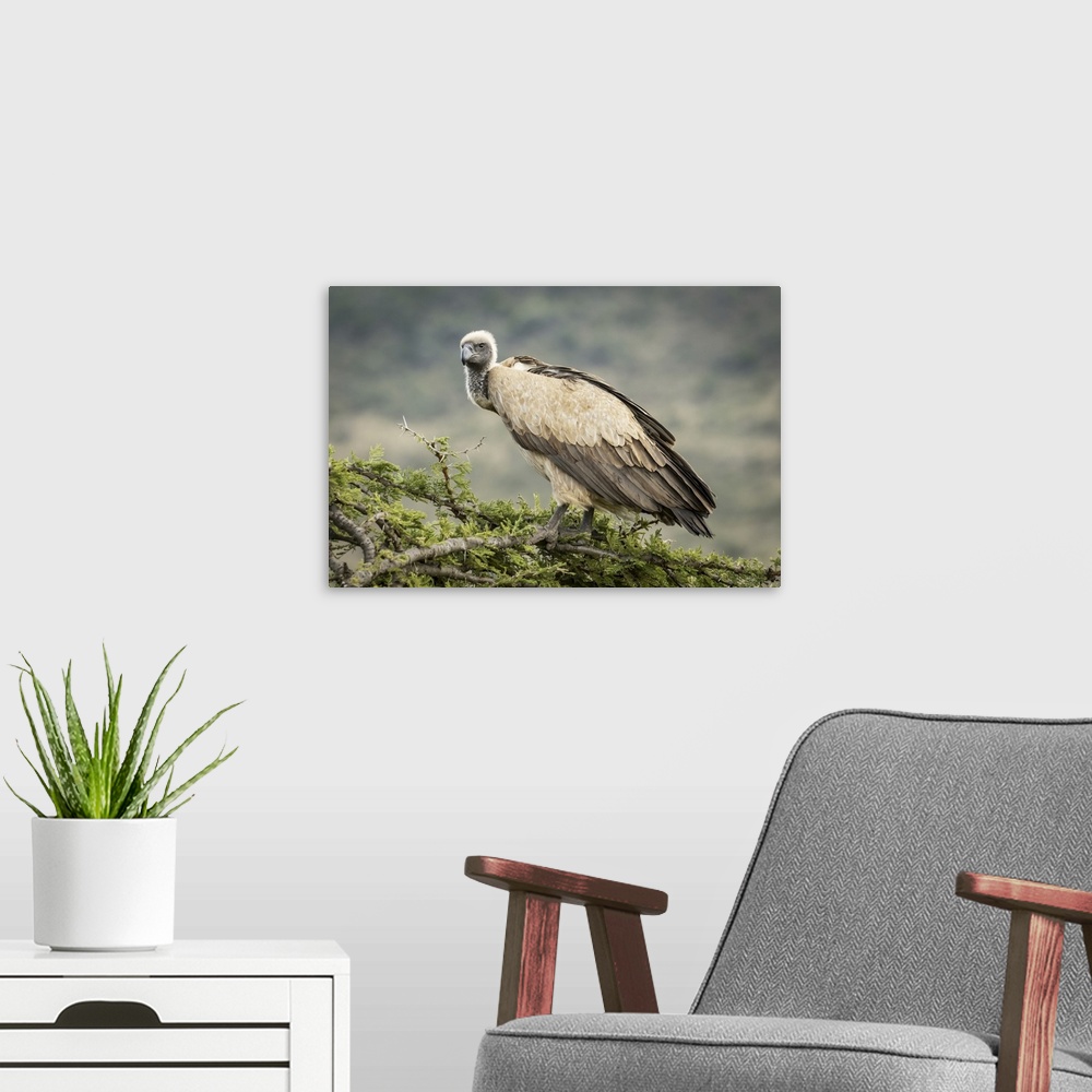 A modern room featuring African white-backed vulture (gyps africanus) atop tree looking down, Serengeti, Tanzania.