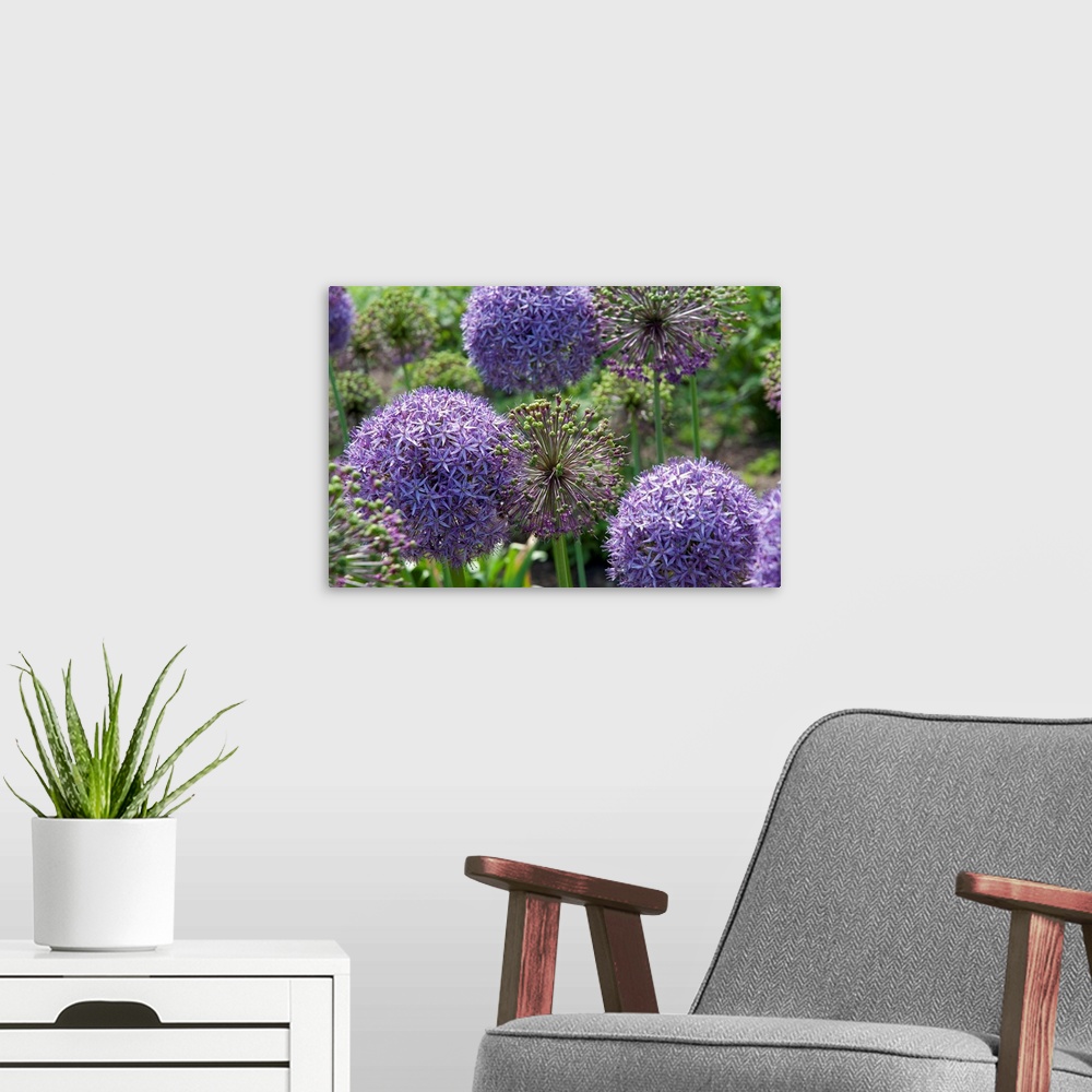 A modern room featuring Allium plants with purple flowers and green buds.