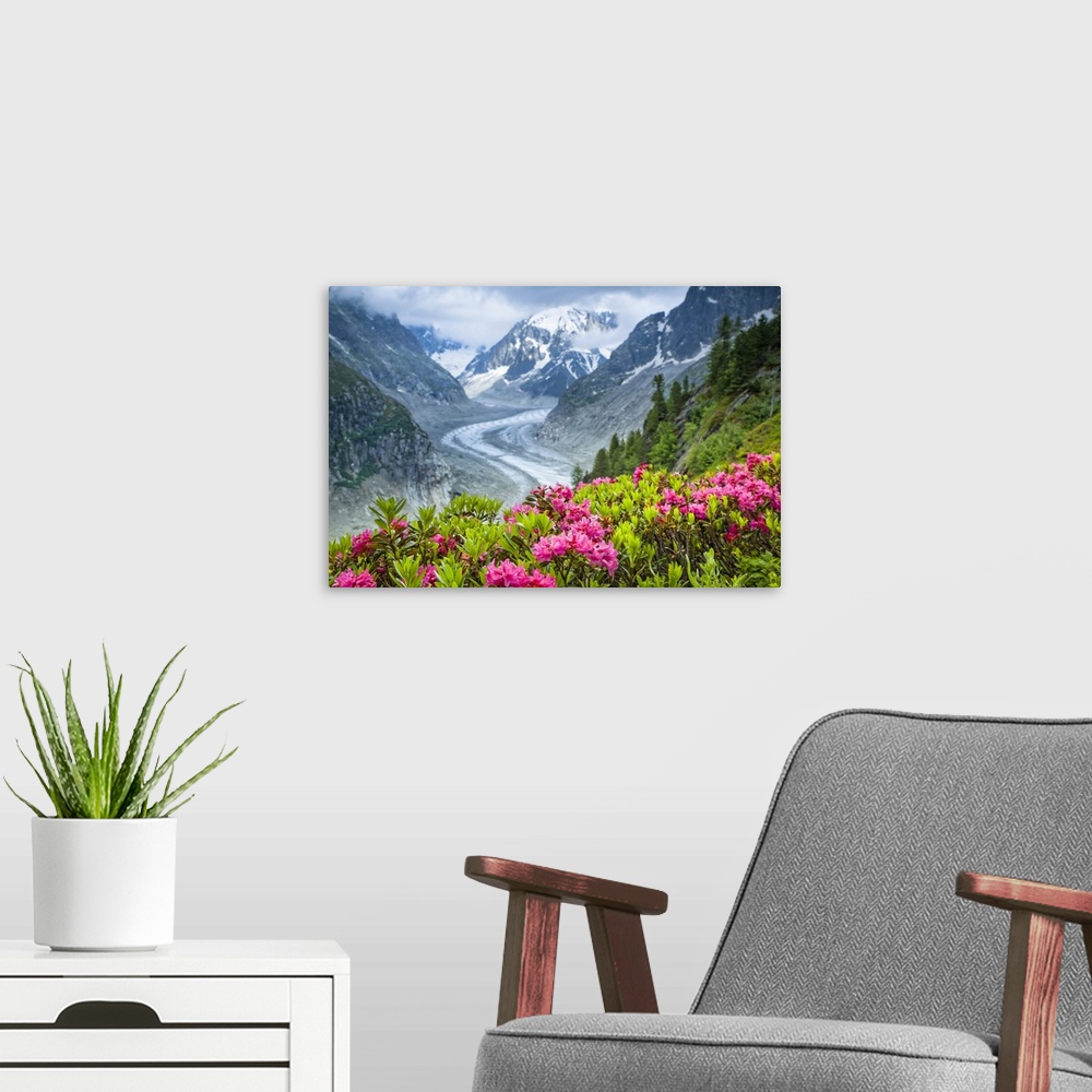 A modern room featuring Alpenrose (Rhododendron ferrugineum) flowers over Mer de Glacier and Grandes Jorasses, Alps, France