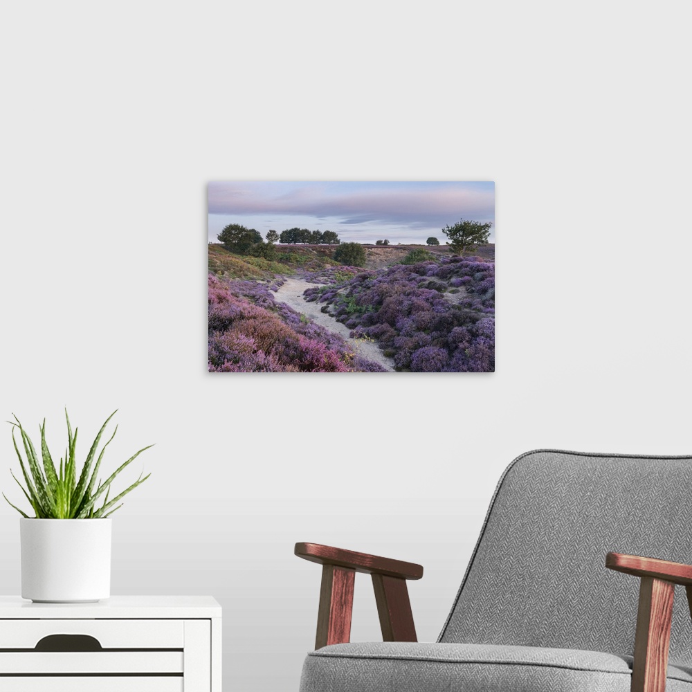 A modern room featuring Beautiful heather at Roydon Common in Norfolk.