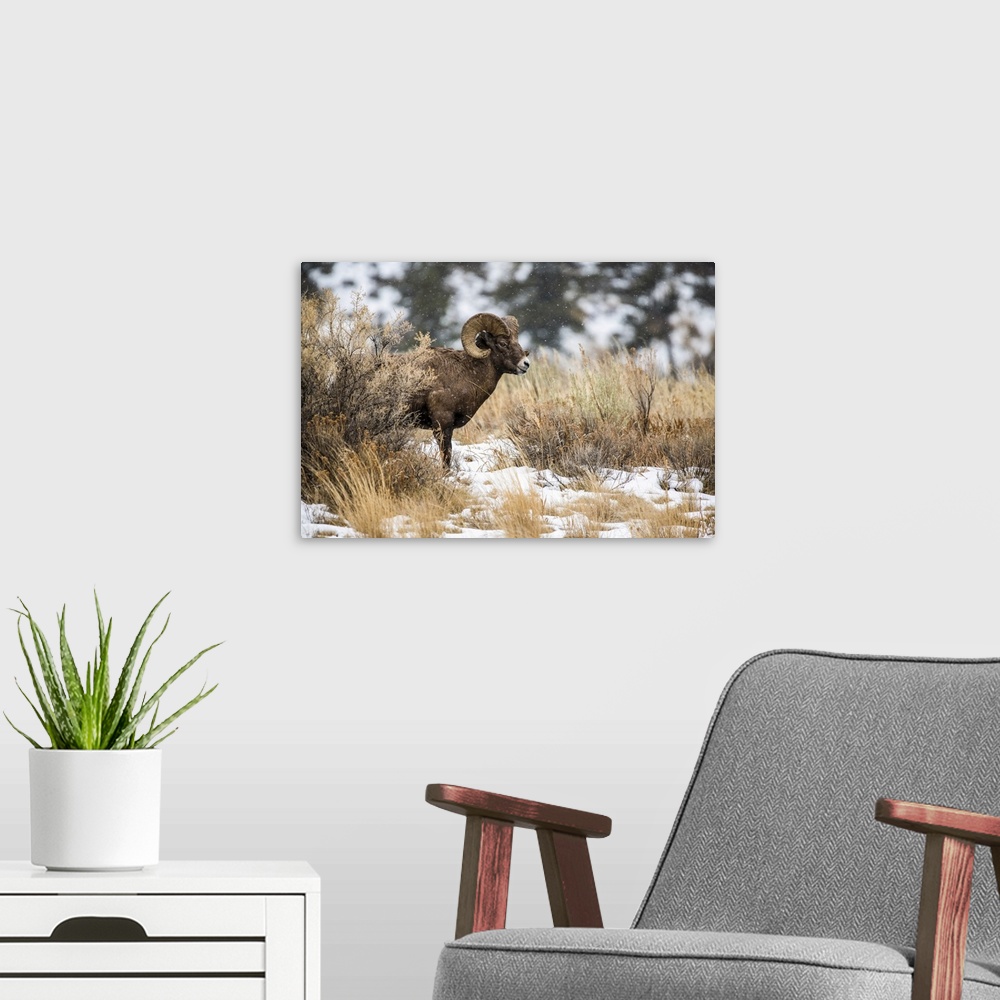 A modern room featuring Bighorn Sheep ram (Ovis canadensis) stands in a sagebrush meadow on a snowy day in the North Fork...