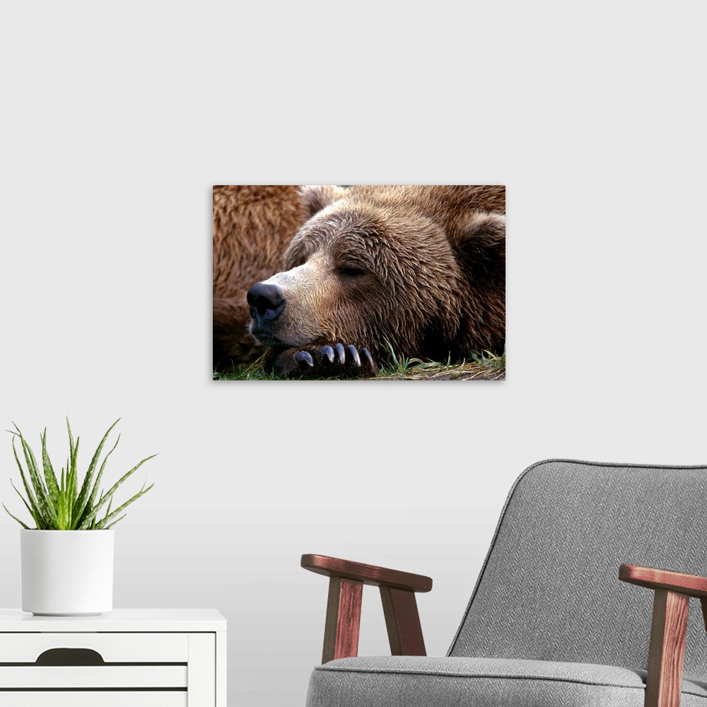 A modern room featuring Photograph of bear sleeping with its head resting on its huge clawed paw.