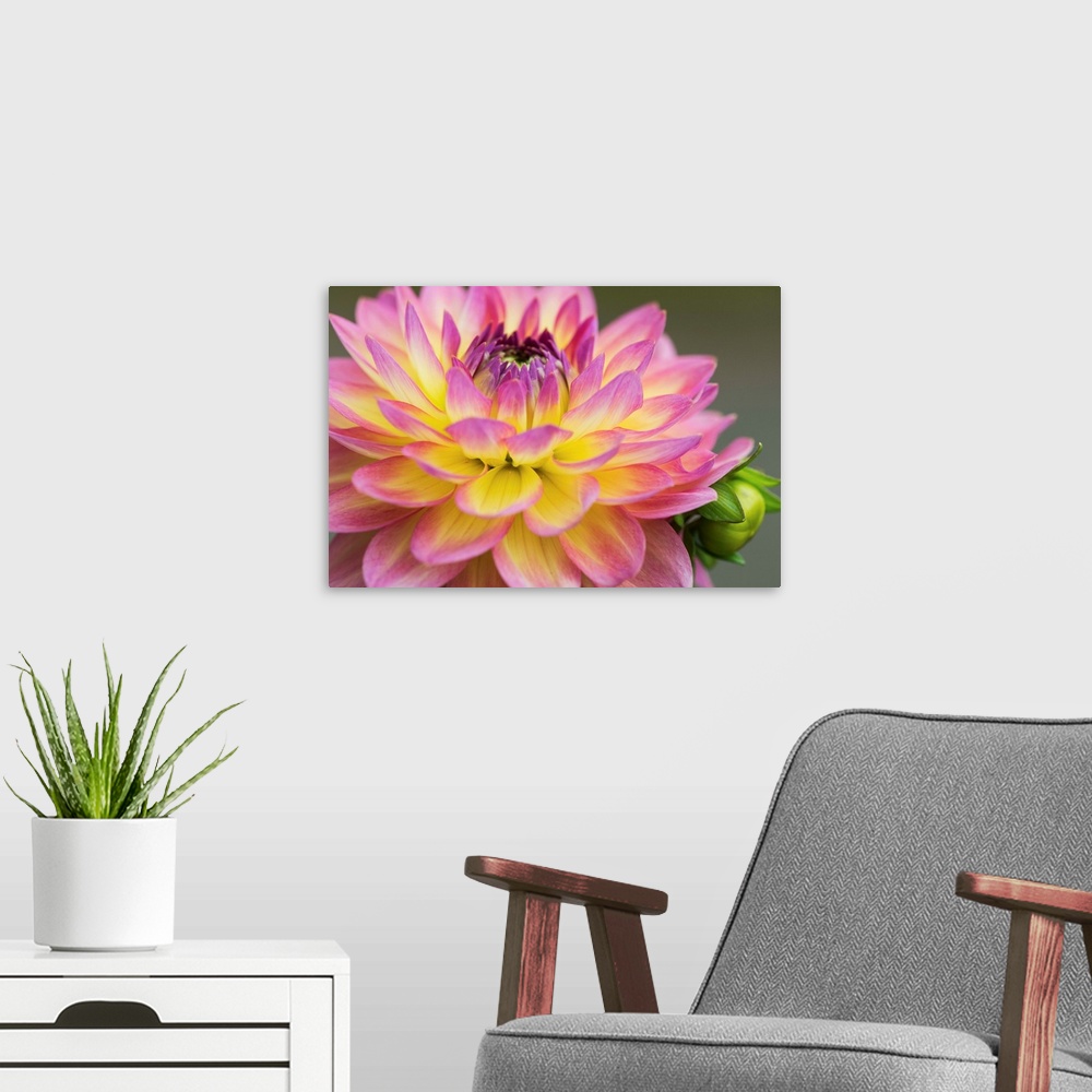 A modern room featuring Close up of a pink and yellow dahlia; Astoria, Oregon, United States of America