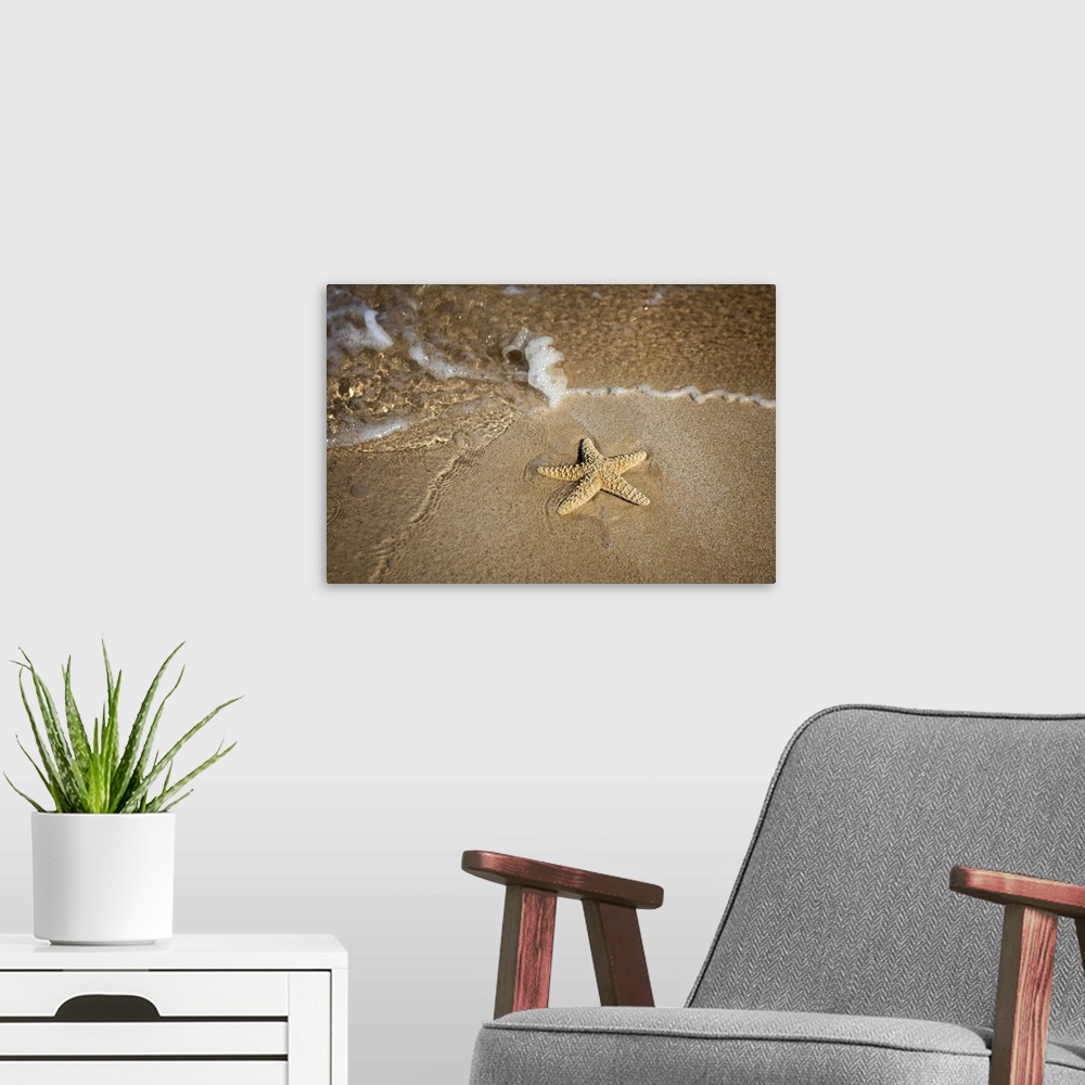 A modern room featuring Close-up of a starfish and wave on a beach; Maui, Hawaii, United States of America