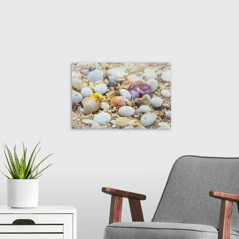 A modern room featuring Close-up of seashells and sand; Makena, Maui, Hawaii, United States of America