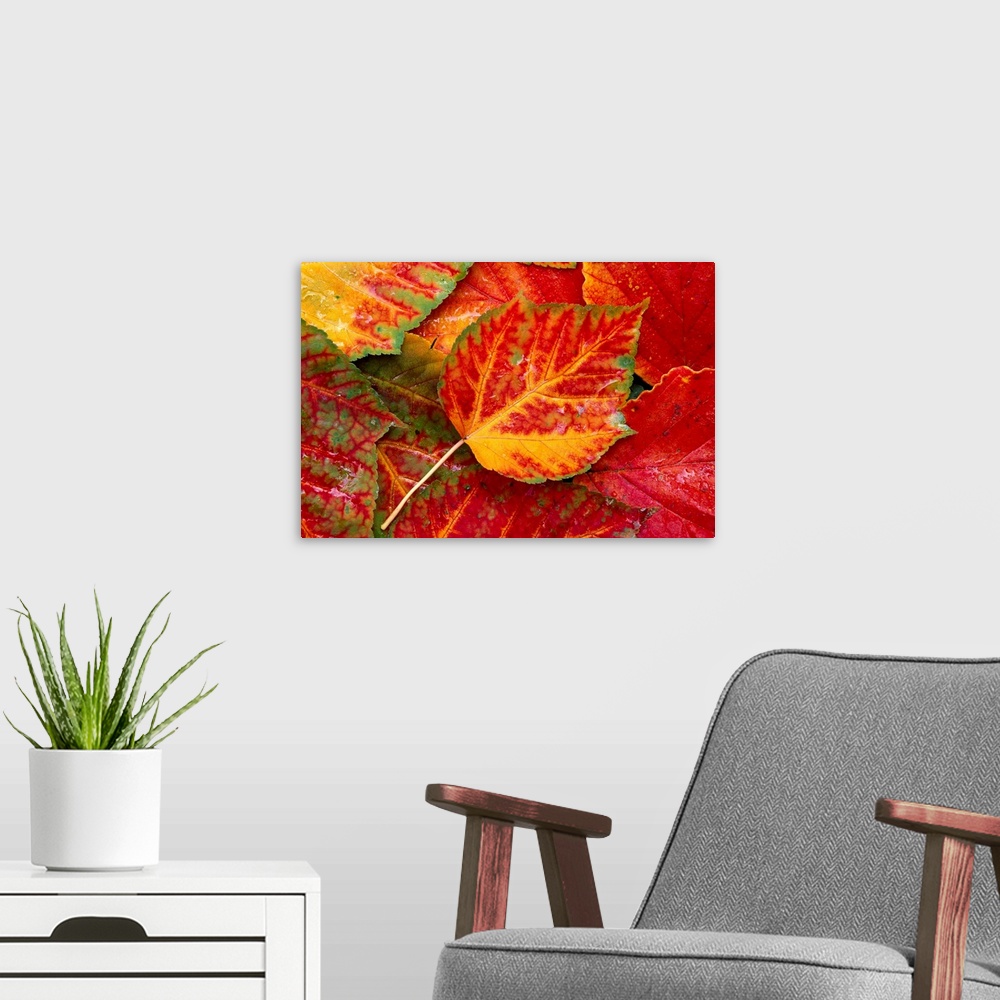 A modern room featuring Up close photograph of leaf collage.  The leaves are fall and autumn colored with veining details...