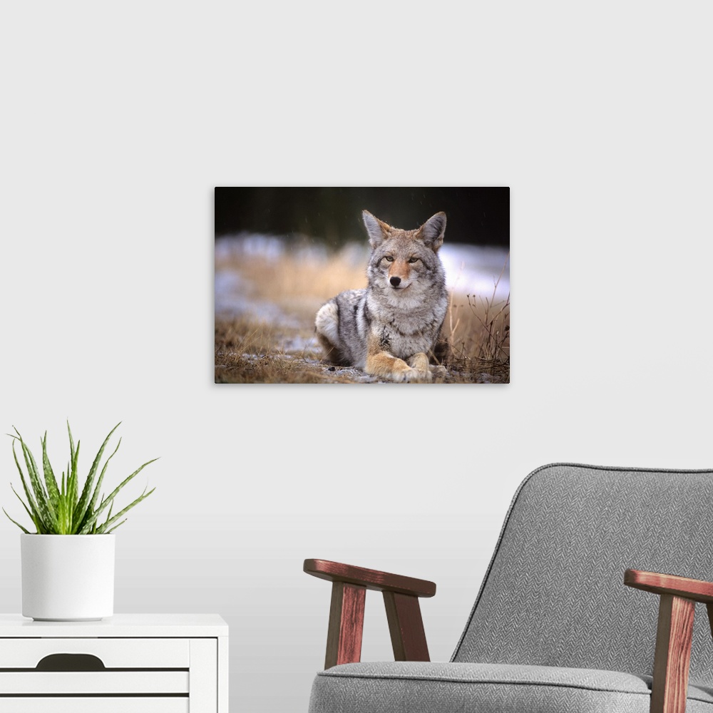 A modern room featuring Coyote Resting In Winter Grass, Kananaskis, Alberta, Canada