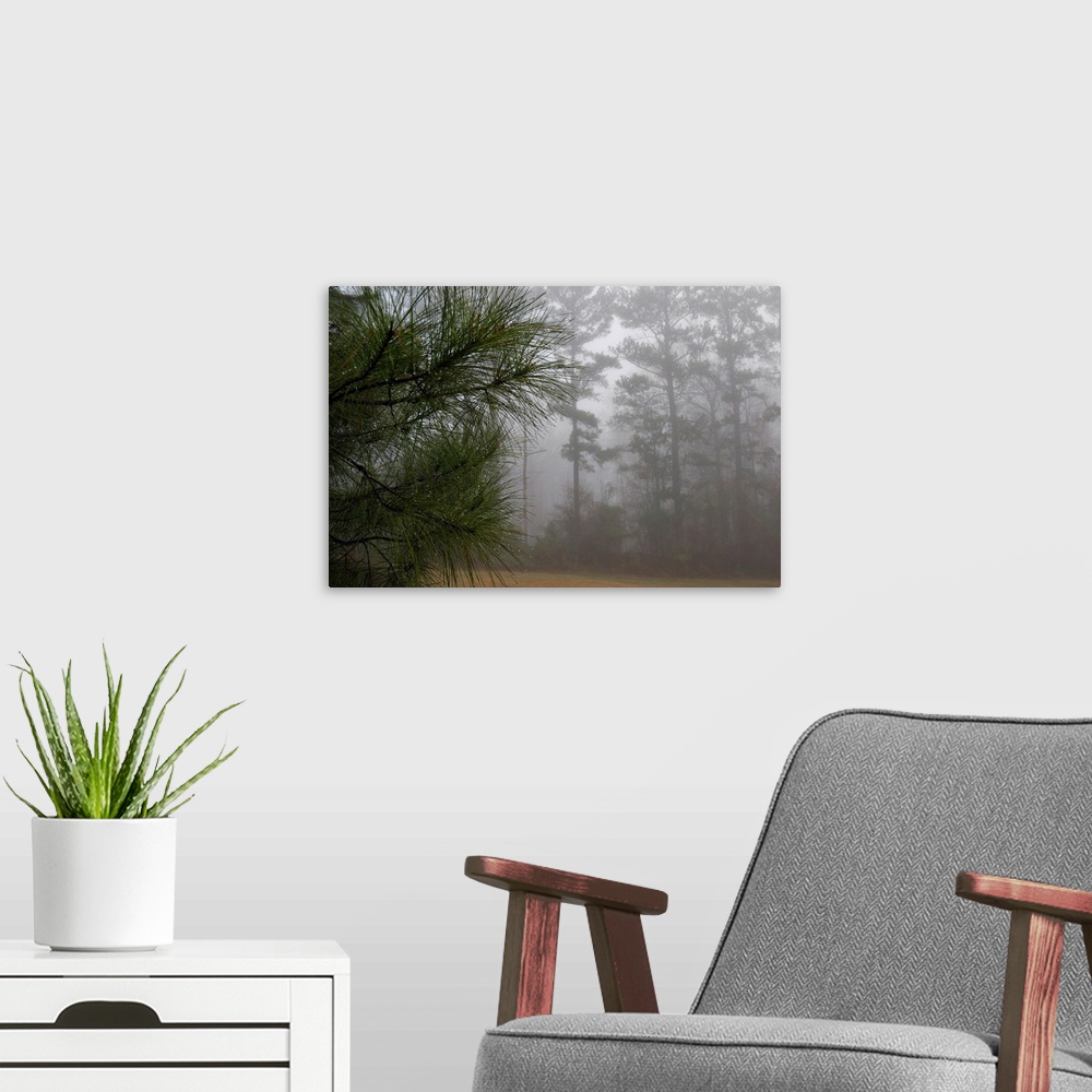 A modern room featuring Dew-covered pine branches on a foggy spring morning in Georgia.