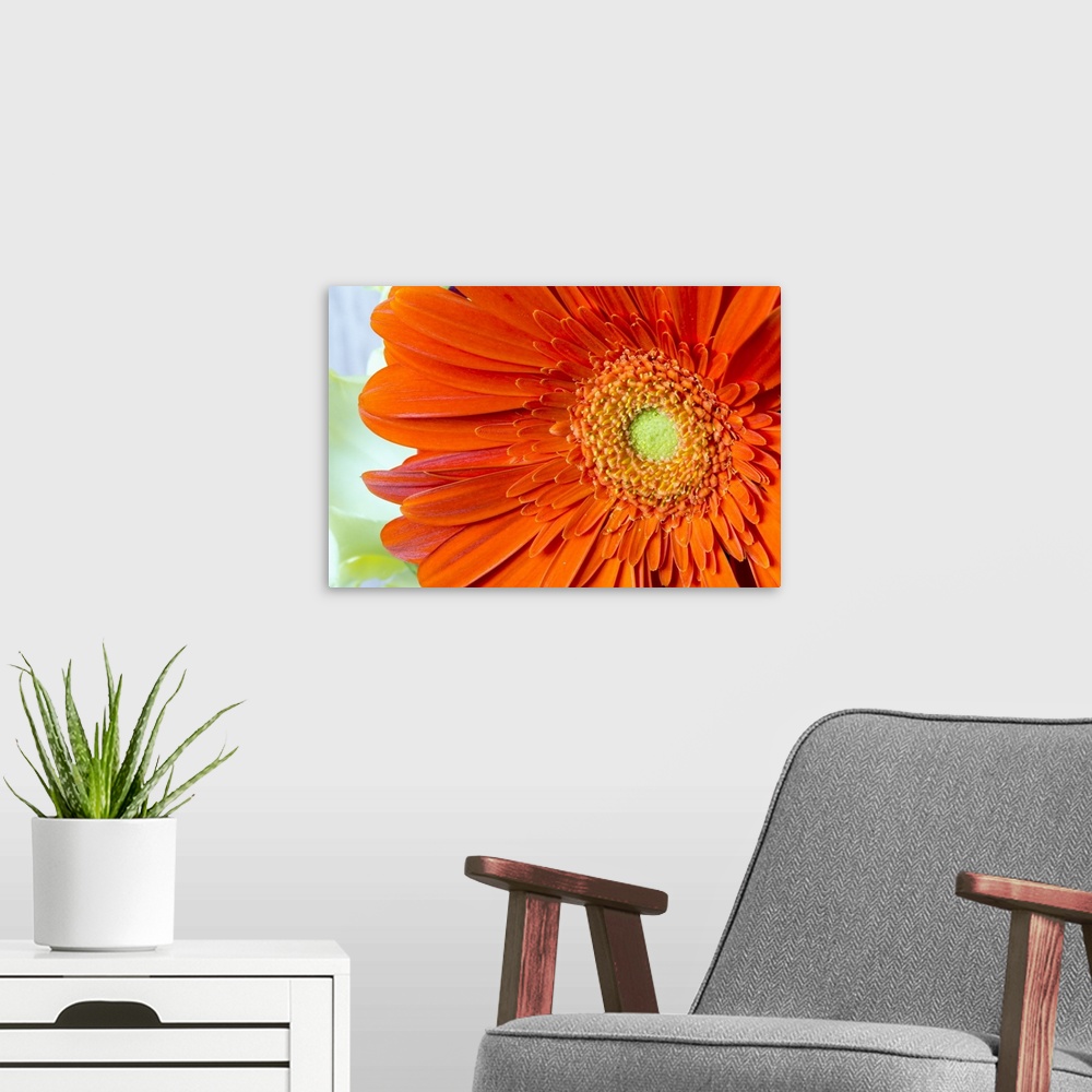 A modern room featuring Extreme close-up of an orange gerber daisy in bloom