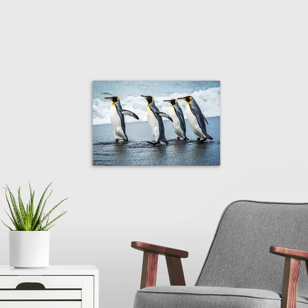 A modern room featuring Four king penguins (Aptenodytes patagonicus) walking together on beach; Antarctica