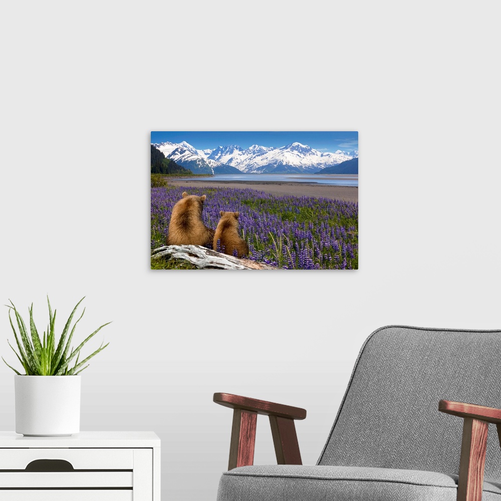 A modern room featuring Composite, Grizzly Sow & cub sit in lupine along Seward Highway, Turnagain Arm, Southcentral Alas...