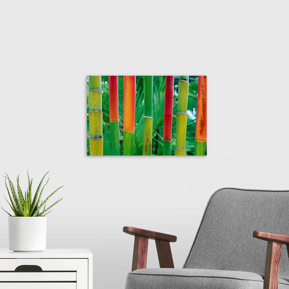 A modern room featuring Hawaii, Maui, Detail Of Red Wax Palm Stalks Lined Up