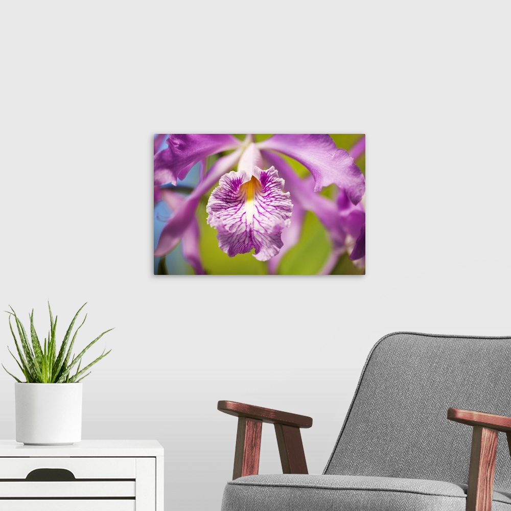 A modern room featuring Hawaii, Maui, Vibrant Pink Orchid