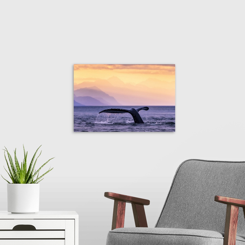 A modern room featuring Humpback Whale (Megaptera novaeangliae) at sunset, Lynn Canal, Chilkat Mountains, Inside Passage,...