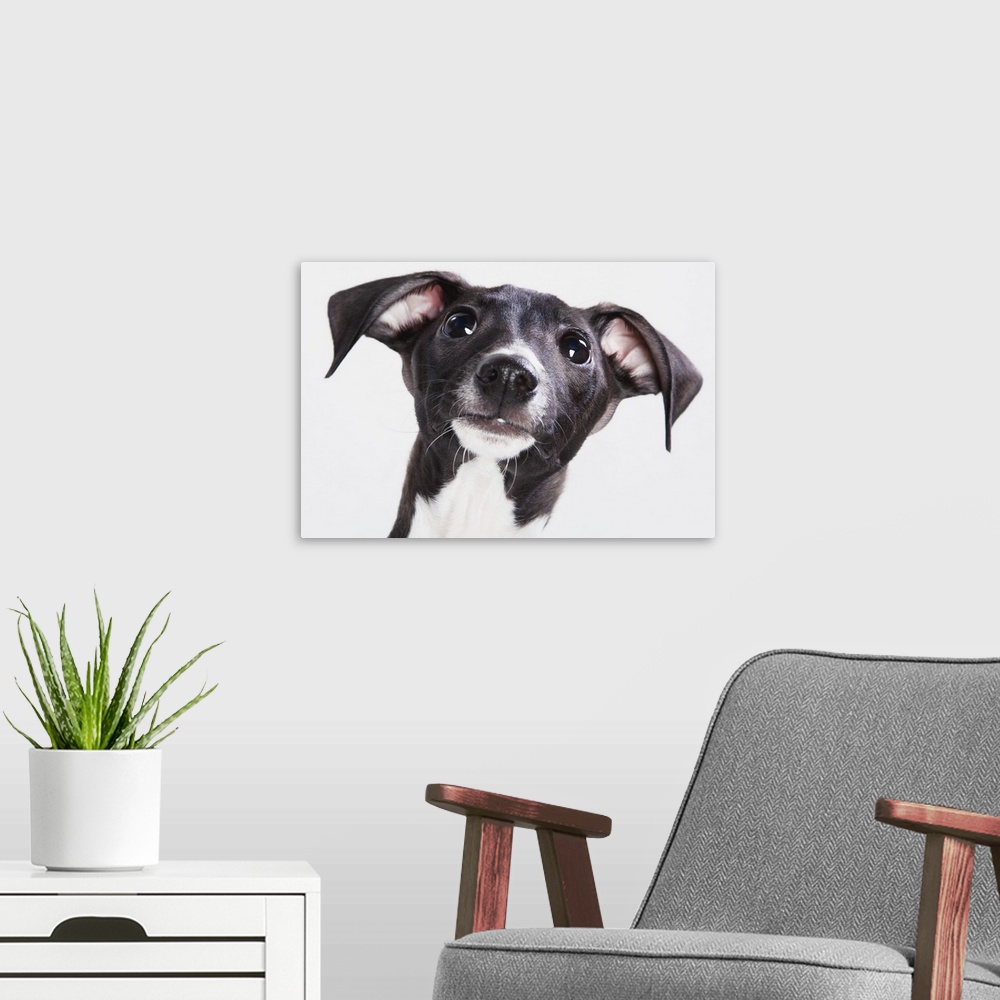 A modern room featuring Italian Greyhound Puppy
