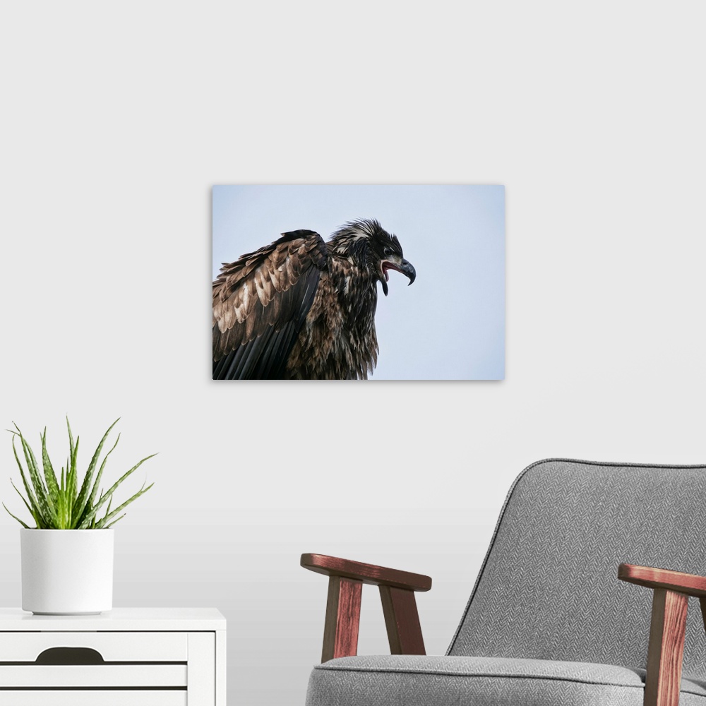 A modern room featuring Juvenile bald eagle (haliaeetus leucocephalus) calling; Alaska, united states of America.
