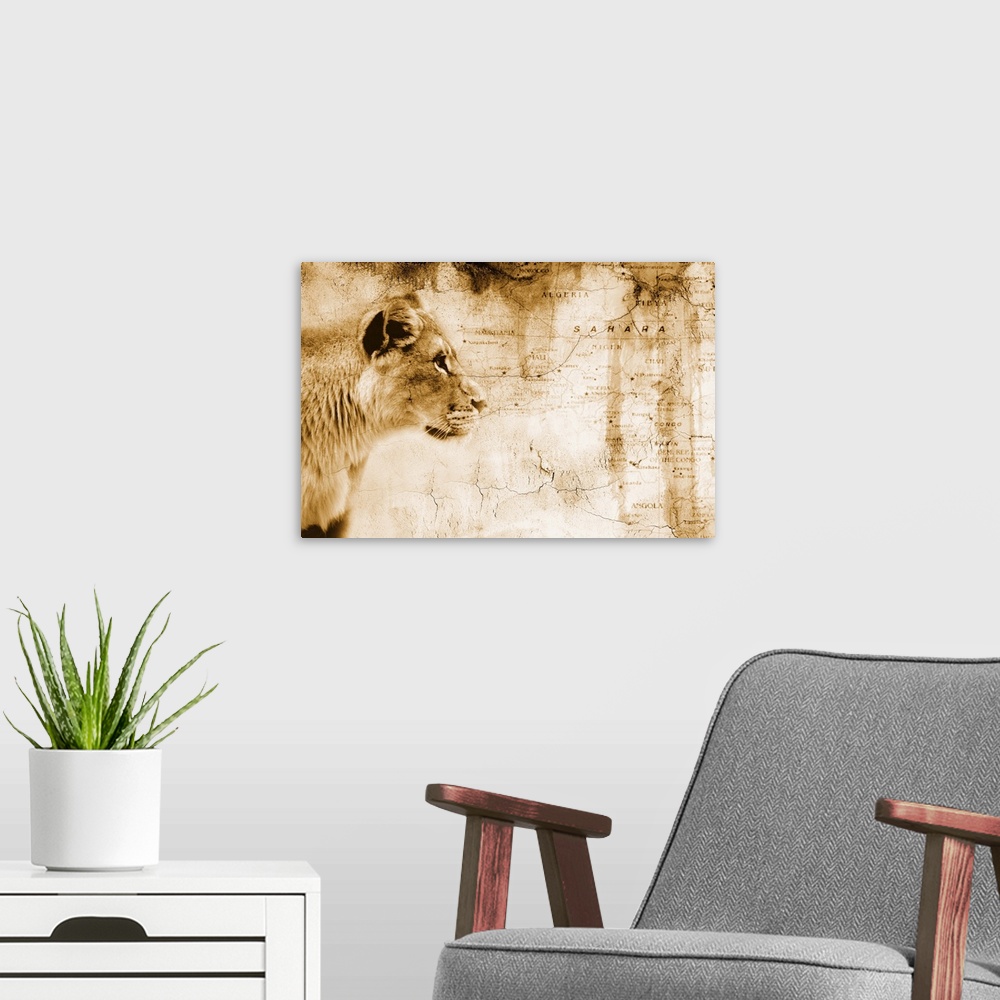 A modern room featuring Lion In Front Of An Old Map Of Africa