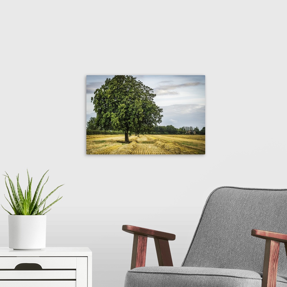 A modern room featuring Lone Green Tree In A Field; Knapwell, Cambridgeshire, England