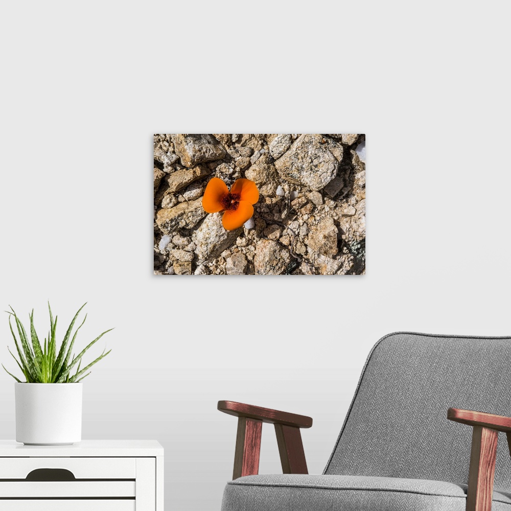 A modern room featuring A lone poppy blooms in Joshua Tree National Park in late spring; California, United States of Ame...
