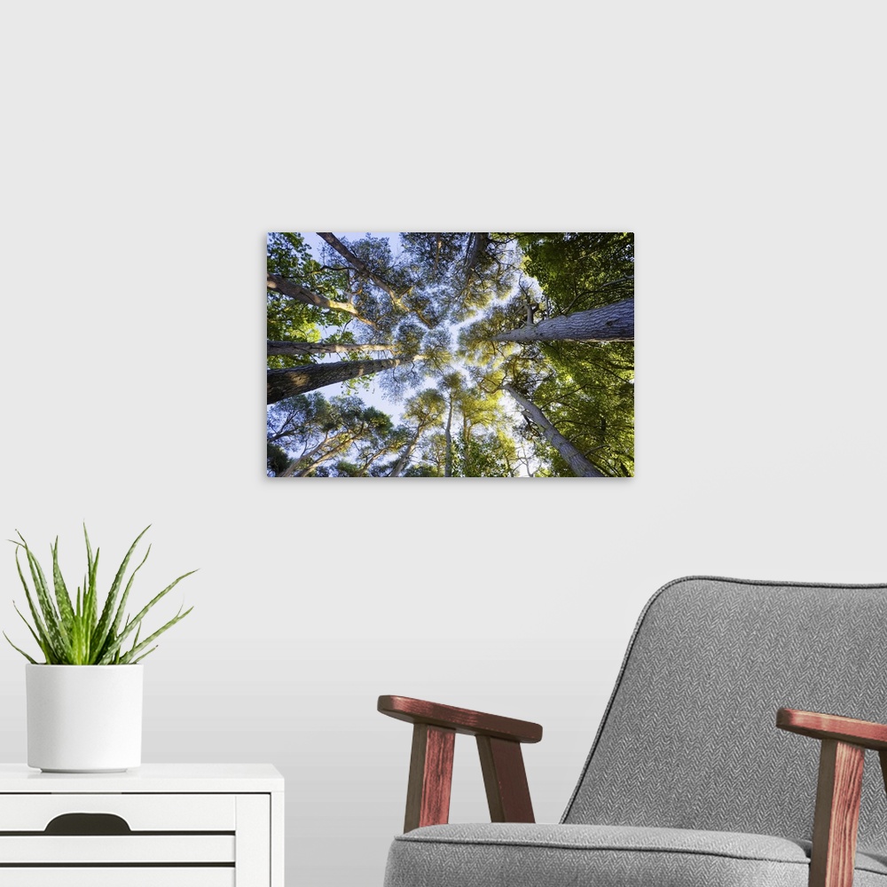 A modern room featuring Looking Up at Scots Pine Trees, East Lothian, Scotland