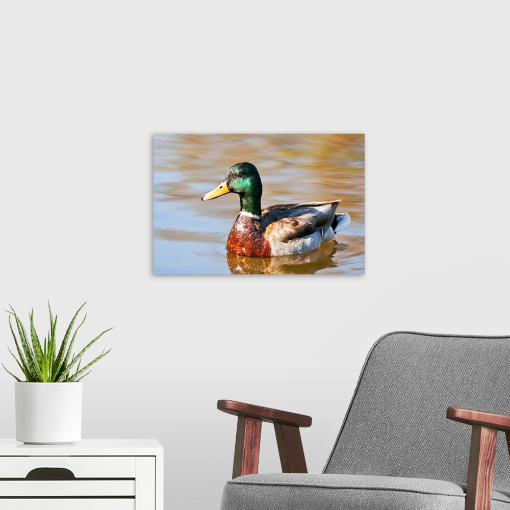 A modern room featuring Male Mallard Duck In Water, Assiniboine Park, Winnipeg, Manitoba, Canada