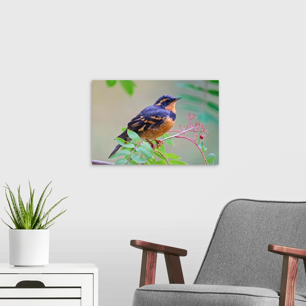 A modern room featuring Male Varied Thrush Perched On Mountain Ash Branch, Fairbanks, Alaska