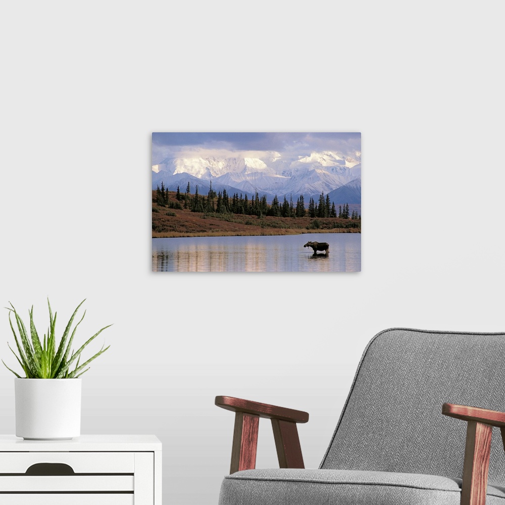 A modern room featuring Big photograph includes a young calf standing in a calm body of water next to a field scattered w...
