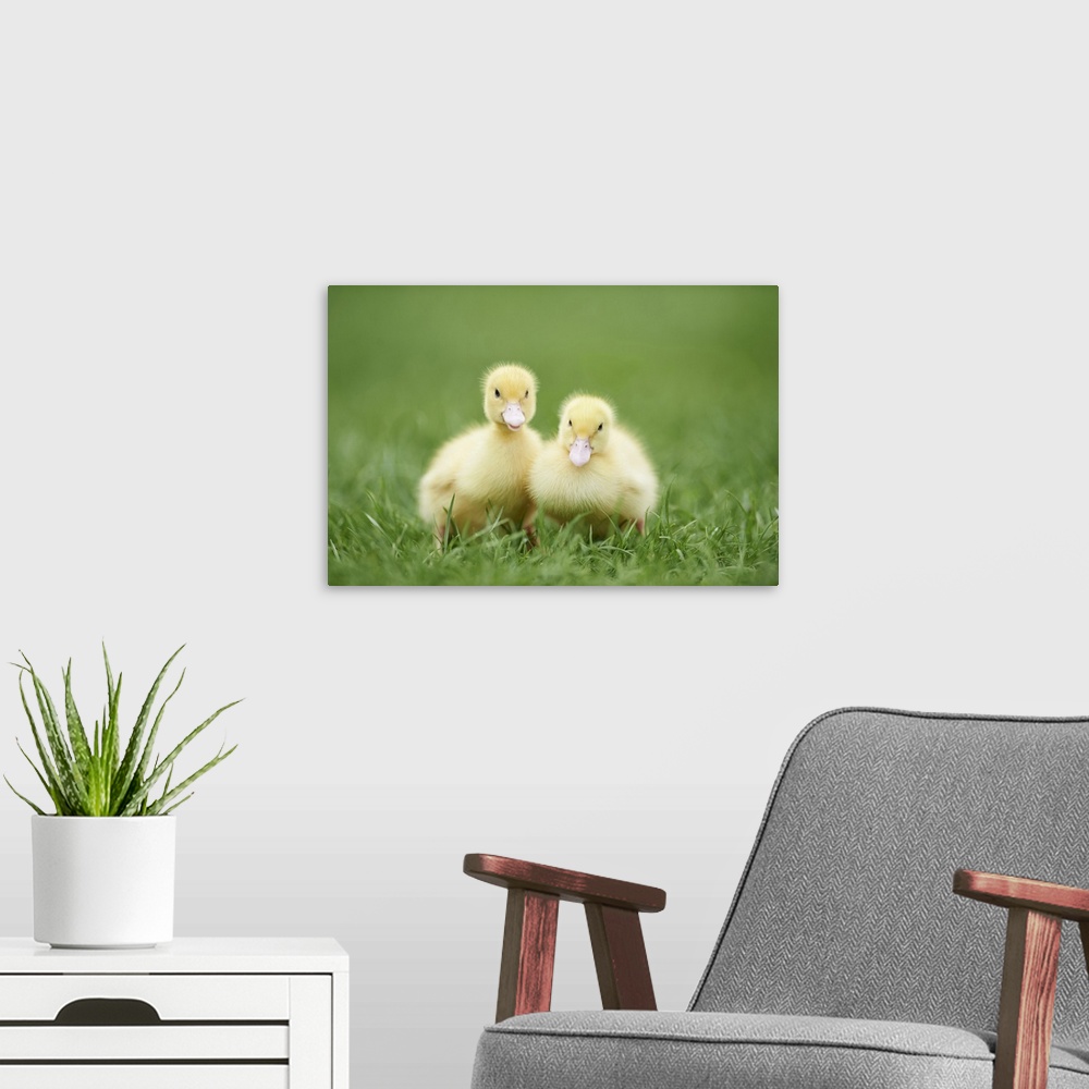 A modern room featuring Muscovy Ducklings (Cairina moschata) on Meadow in Spring, Upper Palatinate, Bavaria, Germany