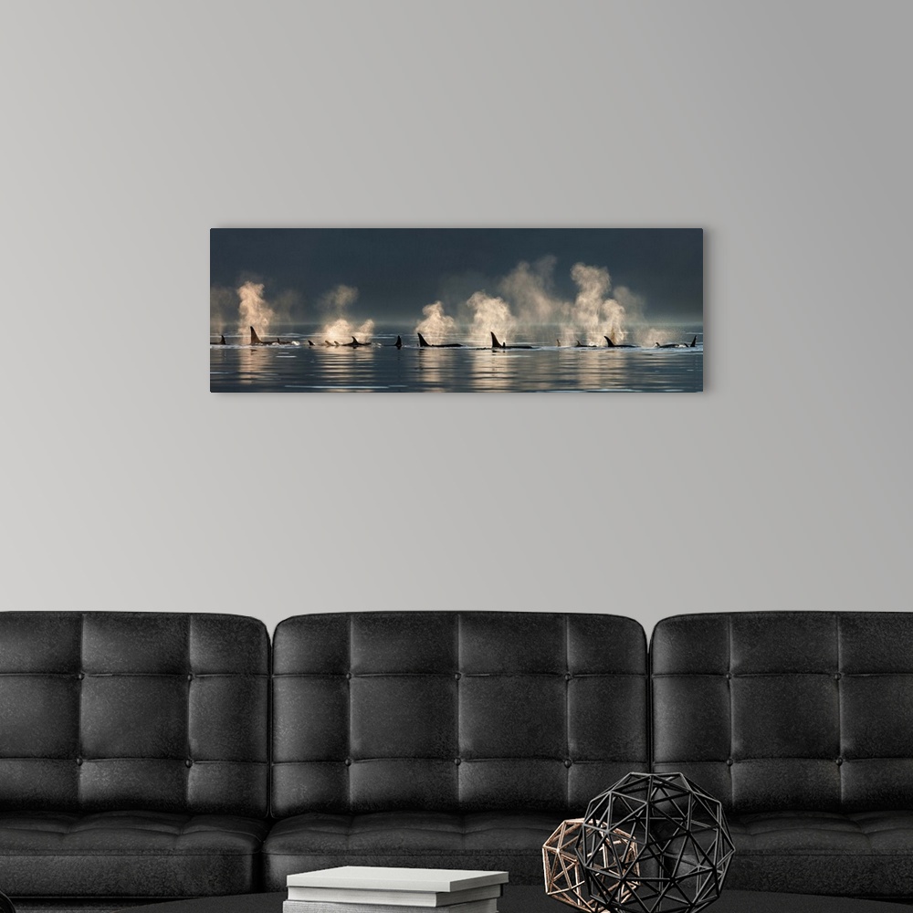 A modern room featuring A group of Orca (killer) whales come to the surface on a calm day in Lynn Canal, Alaska, near Jun...