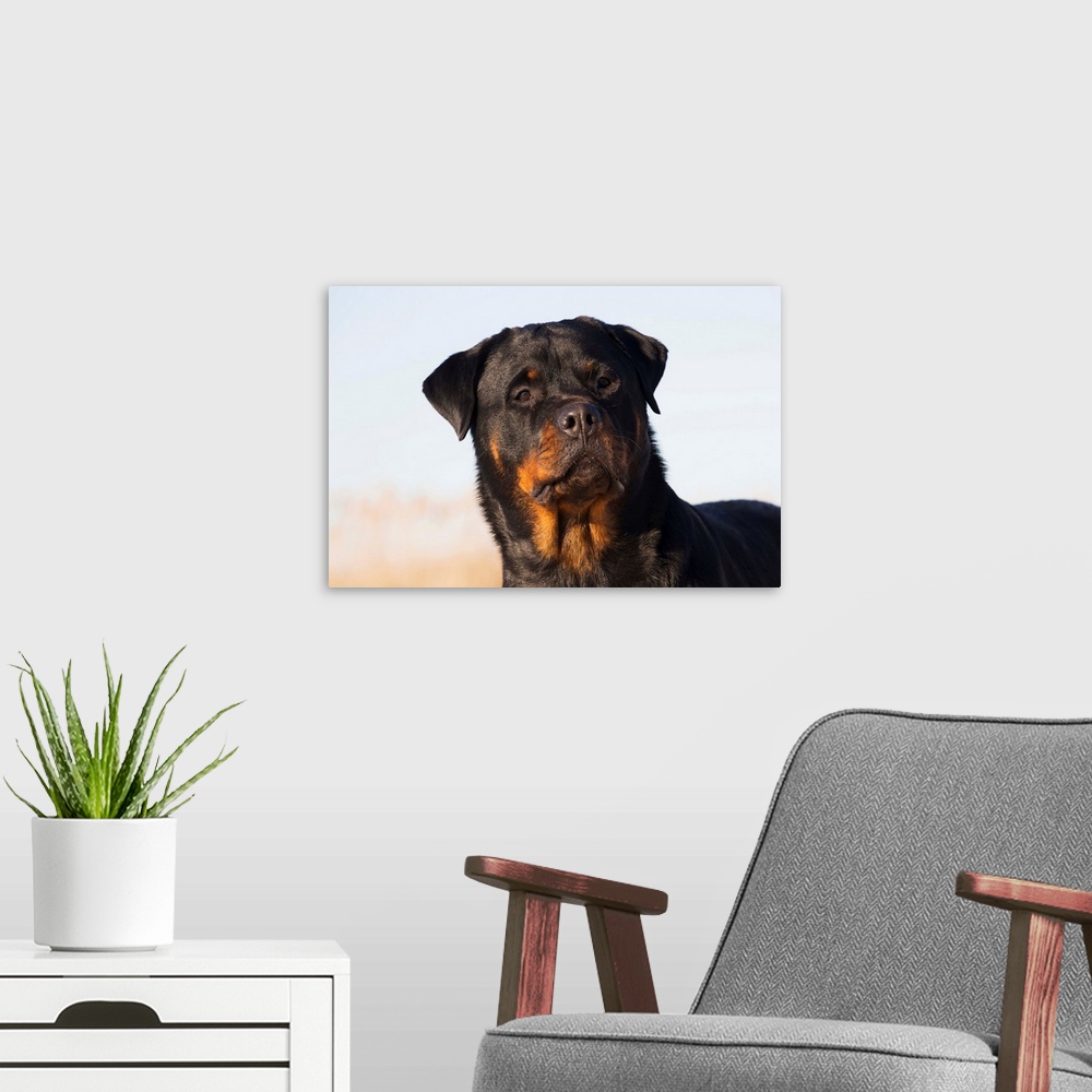 A modern room featuring Portrait of Rottweiler dog on winter beach, Guilford, Connecticut