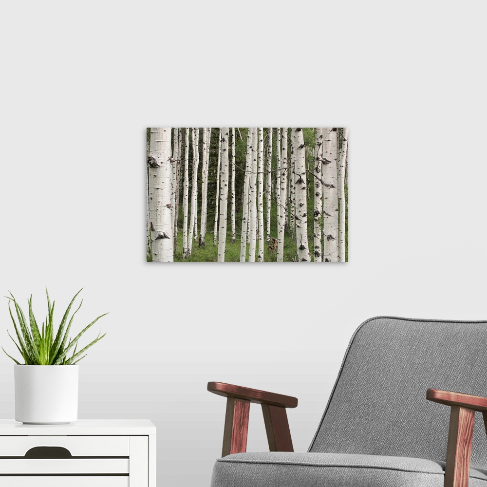 A modern room featuring Quaking aspen tree trunks (Populus tremuloides) in a woodland in Yellowstone National Park, Wyomi...