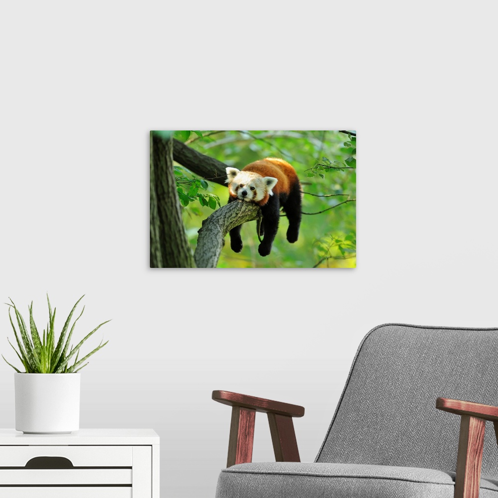 A modern room featuring Red Panda (Ailurus fulgens) Lying on Tree Branch