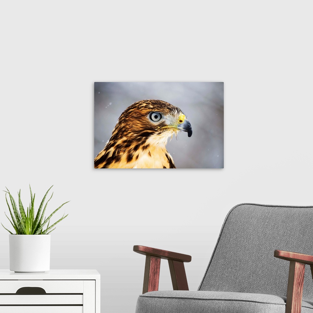 A modern room featuring Red-tailed Hawk (Buteo jamaicensis), Ecomuseum; Ste-Anne-de-Bellevue, Quebec, Canada