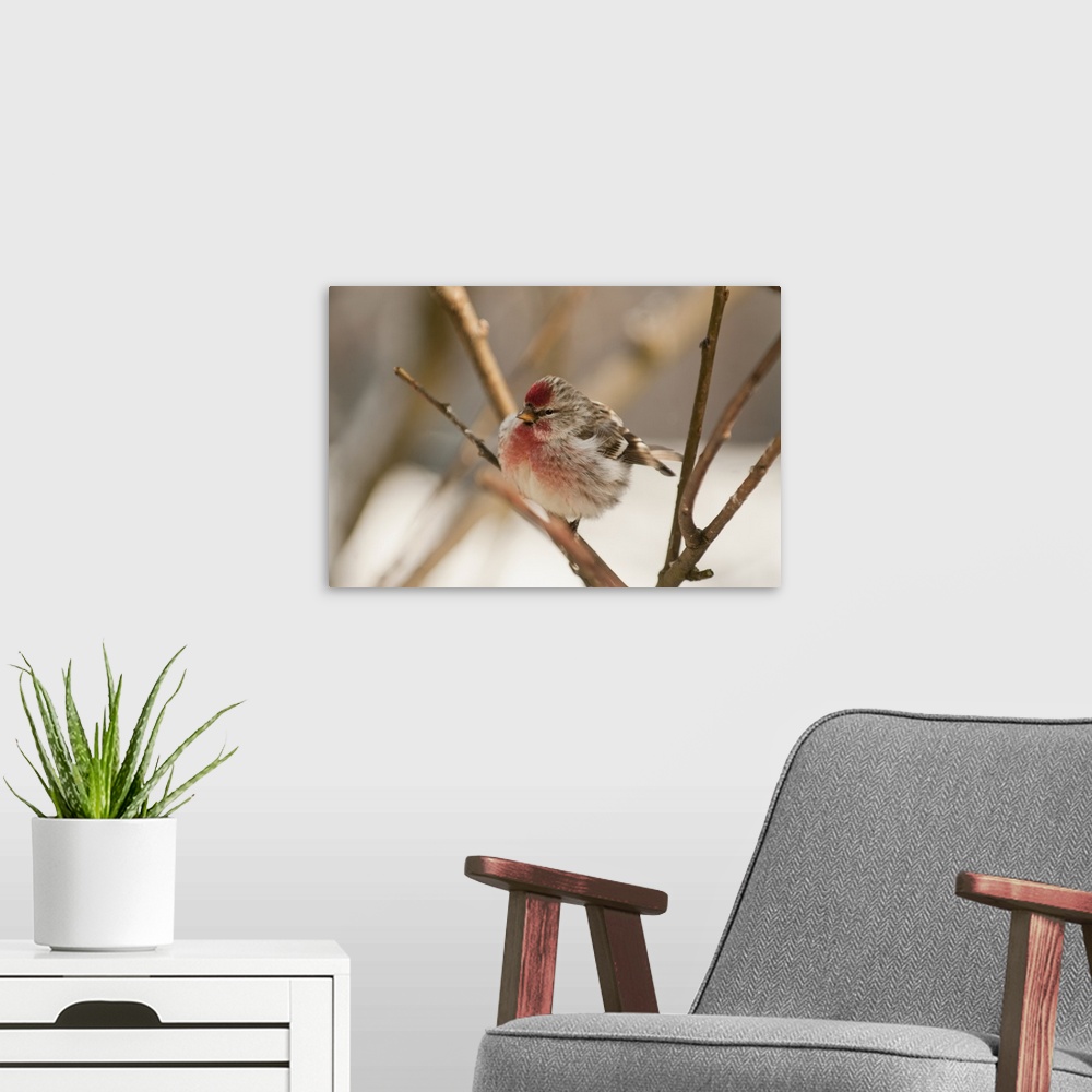A modern room featuring Redpoll Songbird, Alaska, Spring