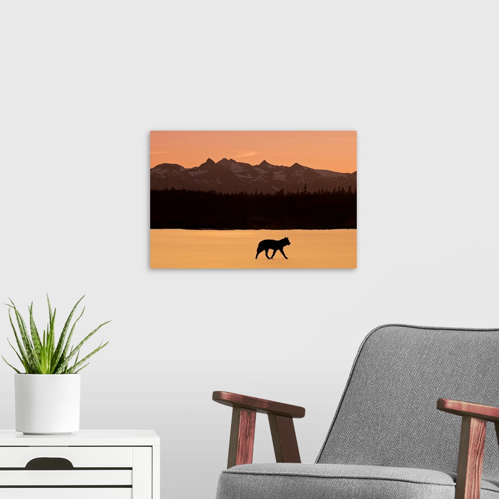 A modern room featuring Silhouette of a wolf walking at sunset, Tongass National Forest, Southeast, Alaska