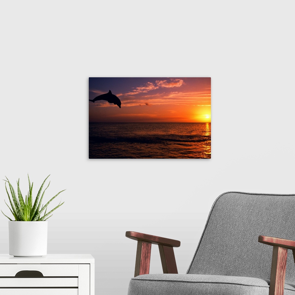 A modern room featuring Silhouette Of Bottlenose Dolphin Leaping Over Ocean At Sunset, Caribbean Sea