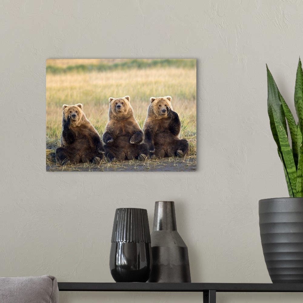 A modern room featuring Brown bears sitting up with each other contemplating the mysteries of the universe or what to hav...