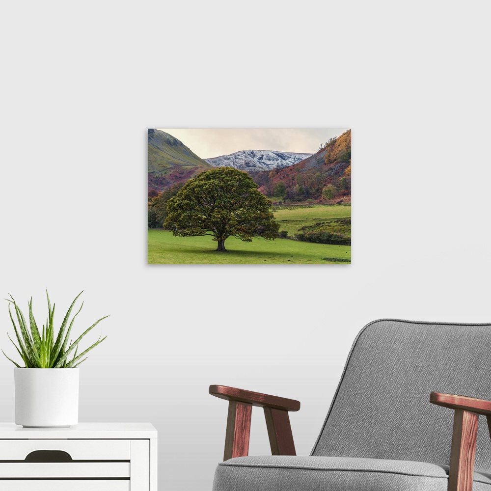 A modern room featuring Tree In The Colourful Landscape Of The English Lake District As Winter Approaches; Cumbria, England