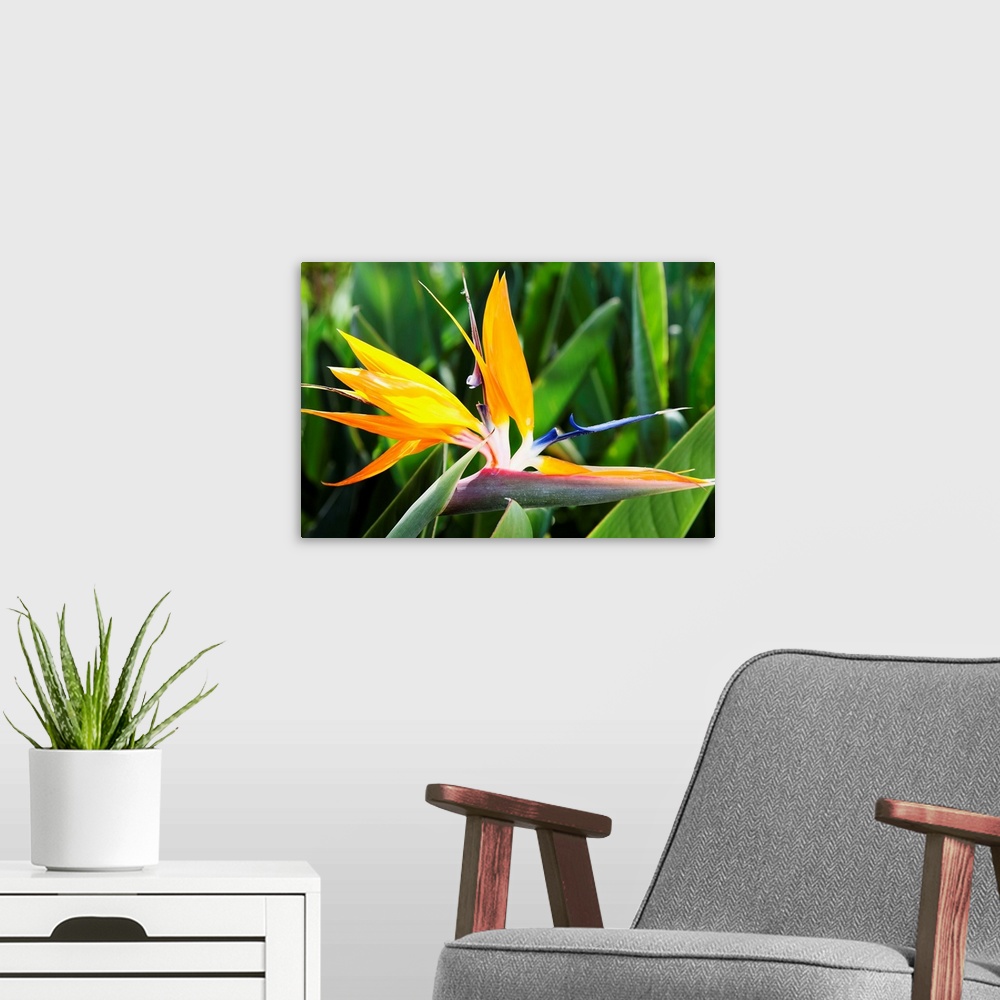 A modern room featuring Tropical Bird of Paradise flower in full bloom Oahu, Hawaii