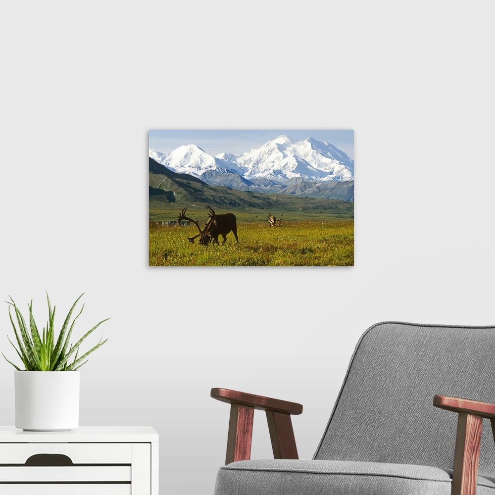 A modern room featuring Two caribou feeding on tundra with Mt. McKinley  and Alaska range in the background, Denali Natio...