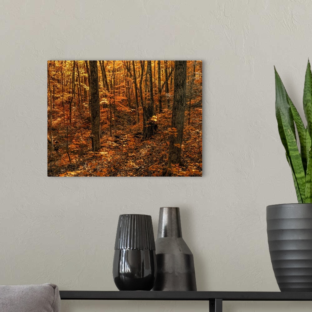 A modern room featuring Warm coloured foliage on the trees and forest floor in autumn; Huntsville, Ontario, Canada.