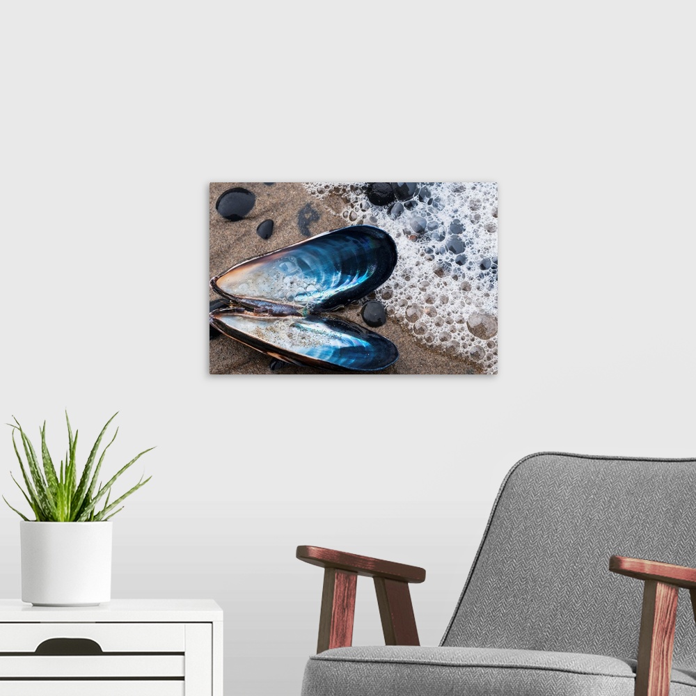 A modern room featuring Waves Wash Over A Blue Mussel (Mytilus Edulis) Shell On The Beach. Cannon Beach, Oregon, United S...