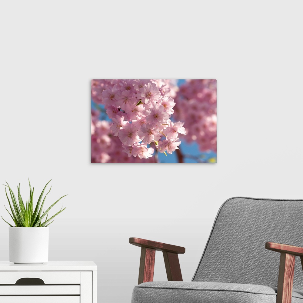 A modern room featuring Weeping Higan cherry tree blossoms.