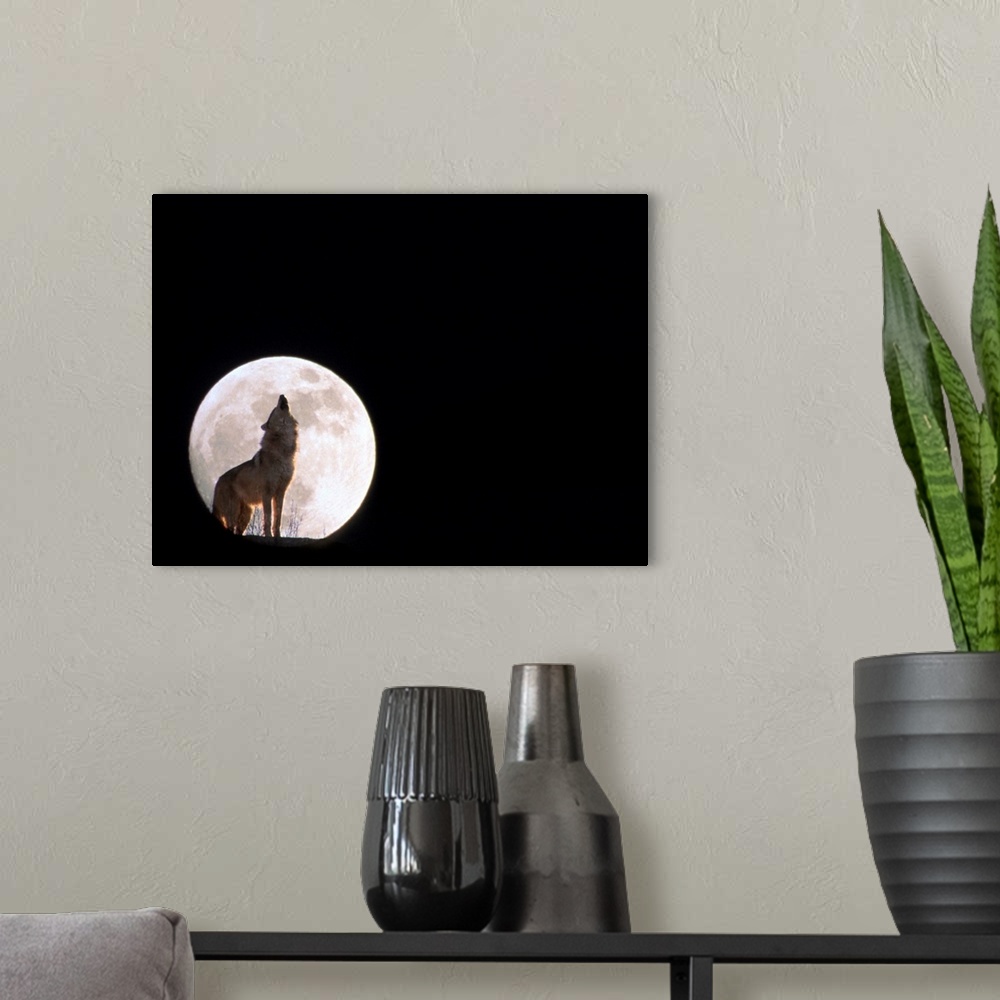 A modern room featuring Big photograph isolates a wild carnivorous mammal of the dog family baying up at the dark night s...