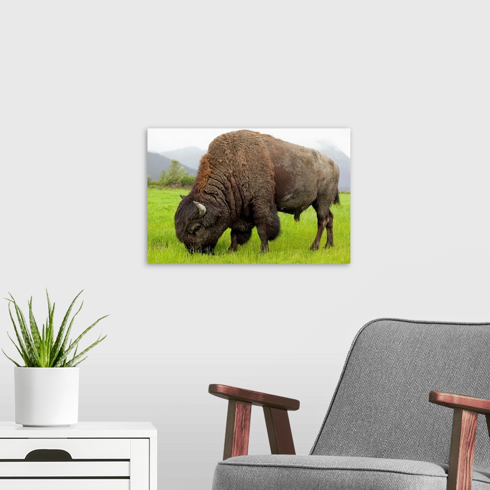 A modern room featuring Wood Bison Bull Grazing On Grasses, Southcentral Alaska
