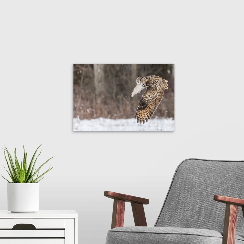 A modern room featuring Action photograph of an owl in mid-flight through the snow.